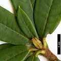 SpeciesSub: var. hemidartum 